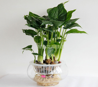 鄞州绿化养护有啥妙招？快来一探究竟！